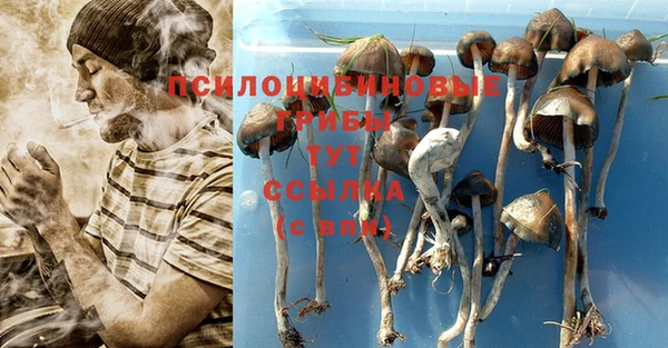 индика Богданович
